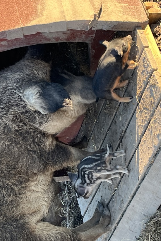 Sådan kan grisene få et værdigt liv – med plads, natur og tid til ungerne