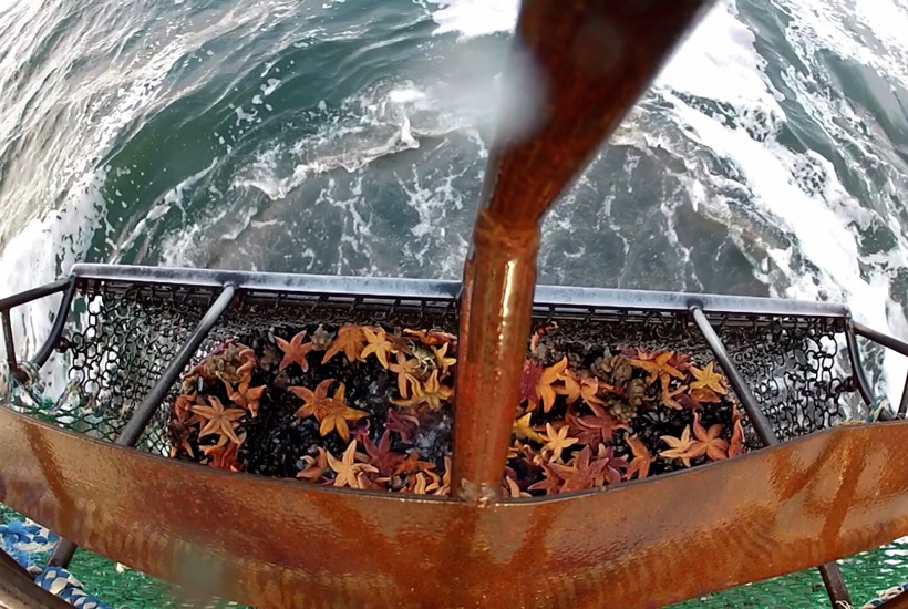 Sådan ser det ud, når muslingefiskeri ødelægger alt liv på havbundene 