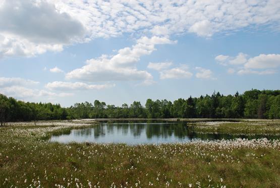 3) Brug ikke spagnum