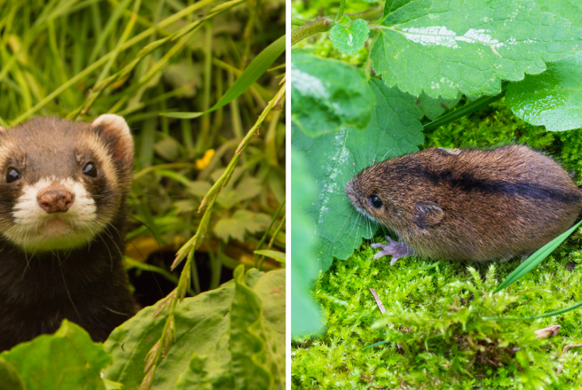Skræmmende nye tal: Hver anden dyre- eller planteart har det dårligt	