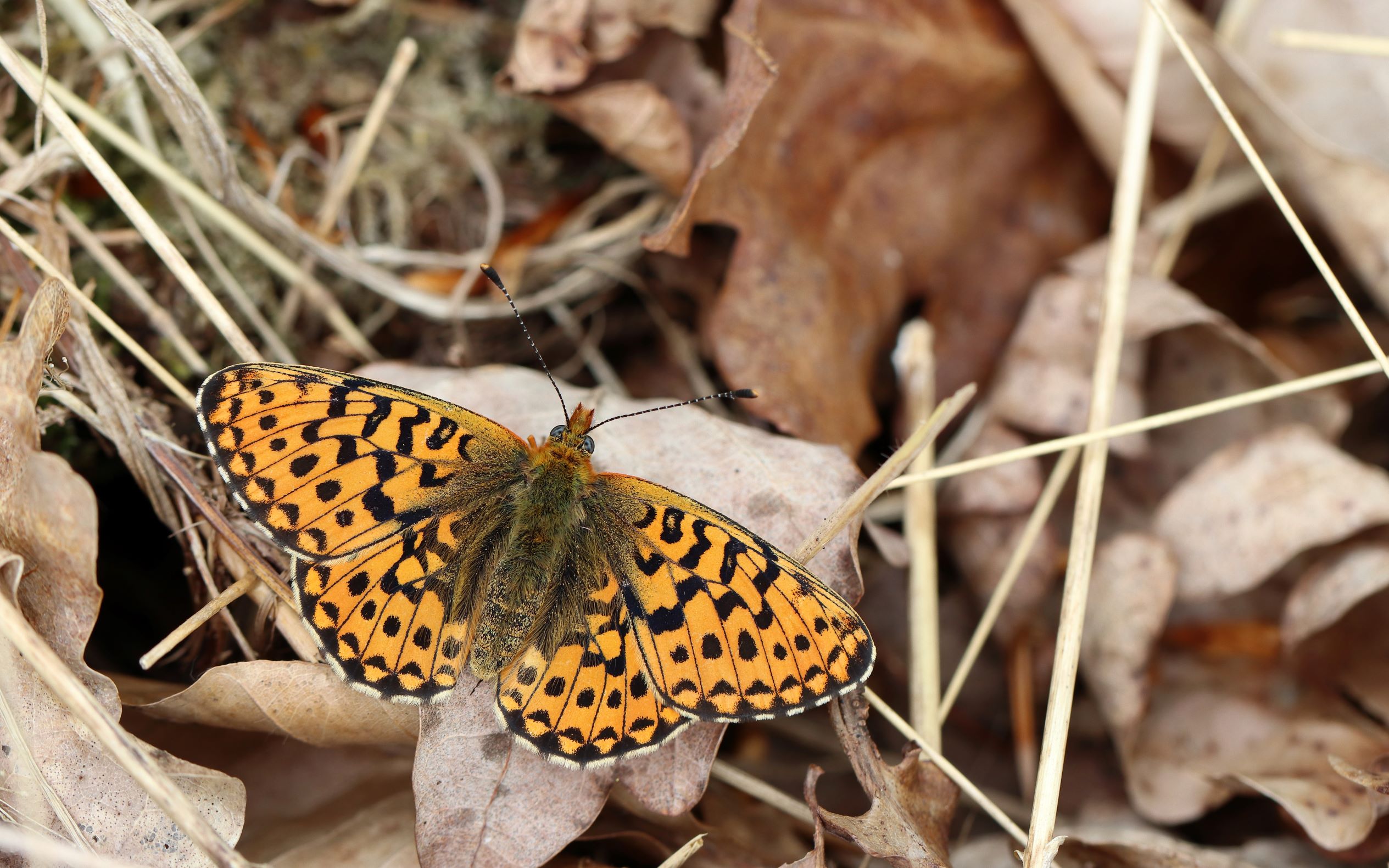 Rødlig perlemorssommerfugl