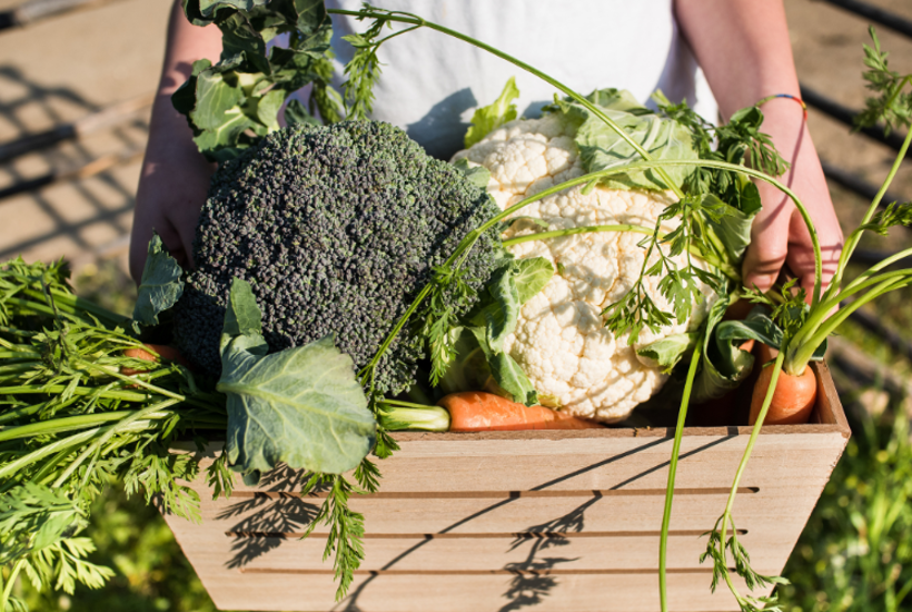 En andeledes guide til at leve grønnere 