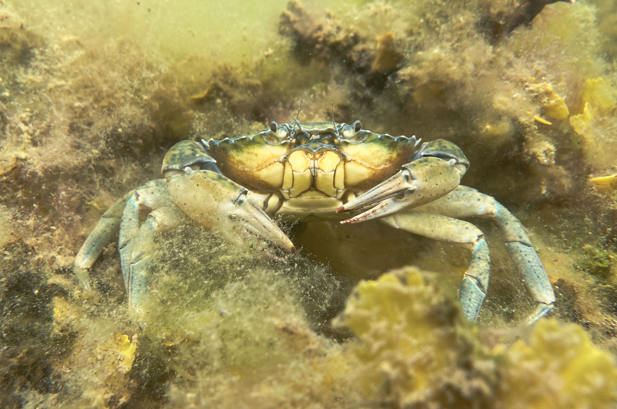 Krabbe i fedtemøg2.jpg