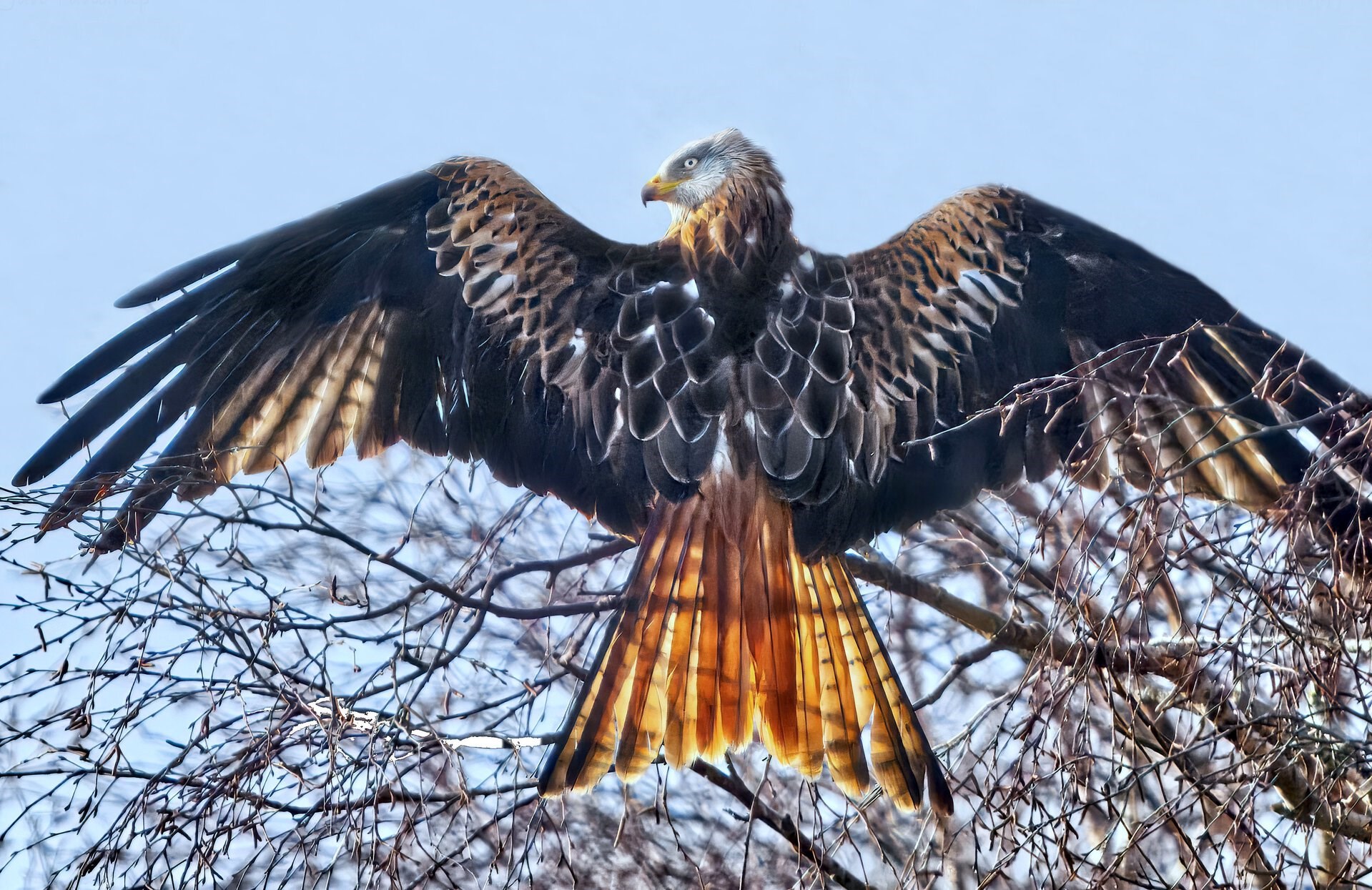 Smuk rovfugl i stor fremgang 