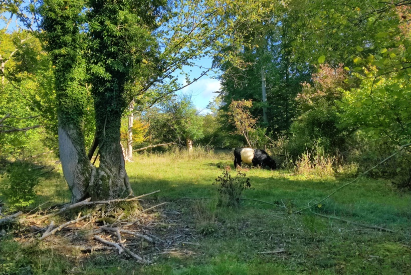 Grøn Trepart: Første træer i ny urørt skov en realitet
