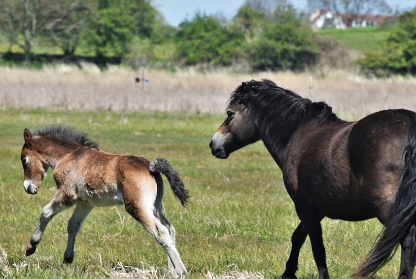 Minister: Chikane mod heste- og kvægejere skal stoppe nu 