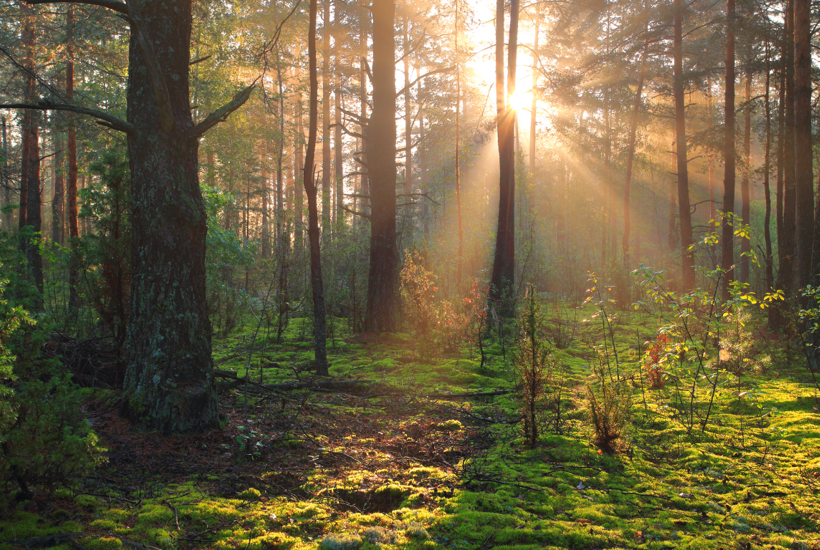 6 vigtige og grønne grunde til at stemme til EU-valget 