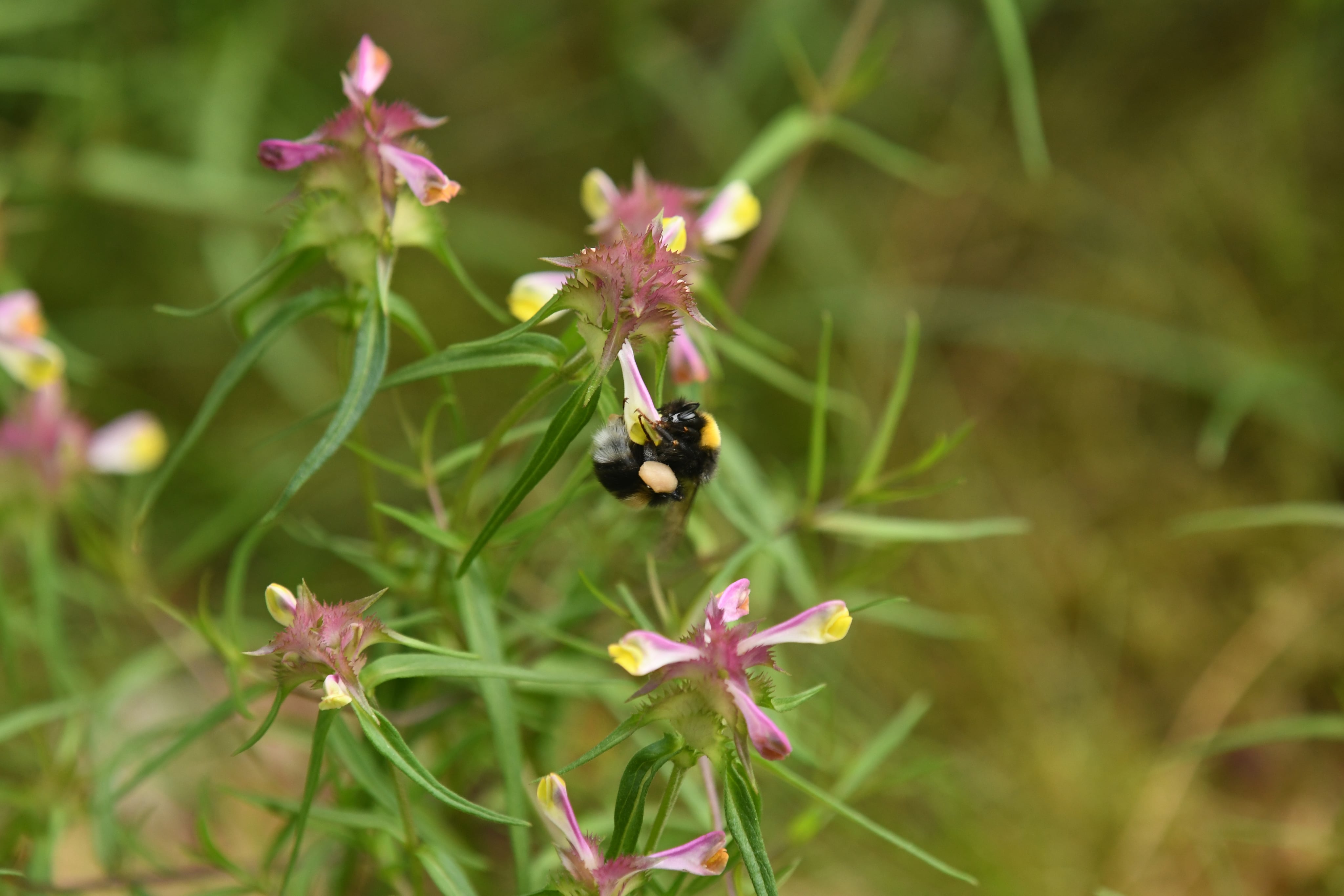 Kræsen snylteplante kvitterer for vilde heste og kvæg 