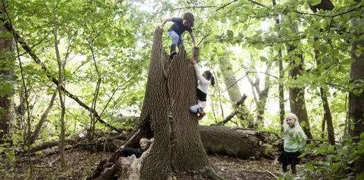 Sådan får du en klimavenlig have 