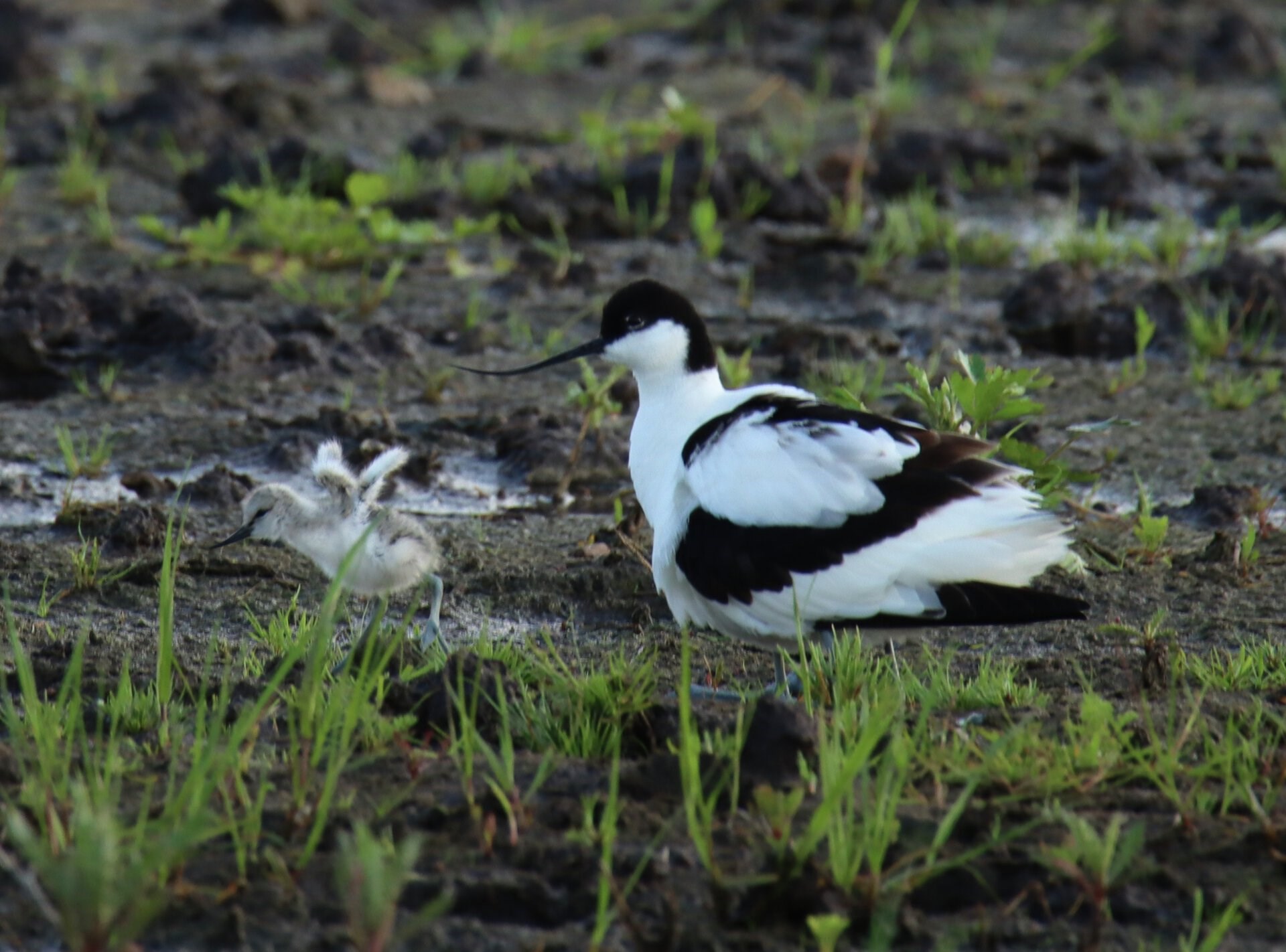 Fra dyrket land til den vildeste natur 