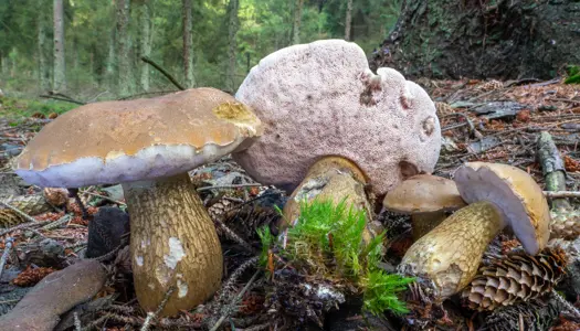 Galde-rørhat (Tylopilus felleus)