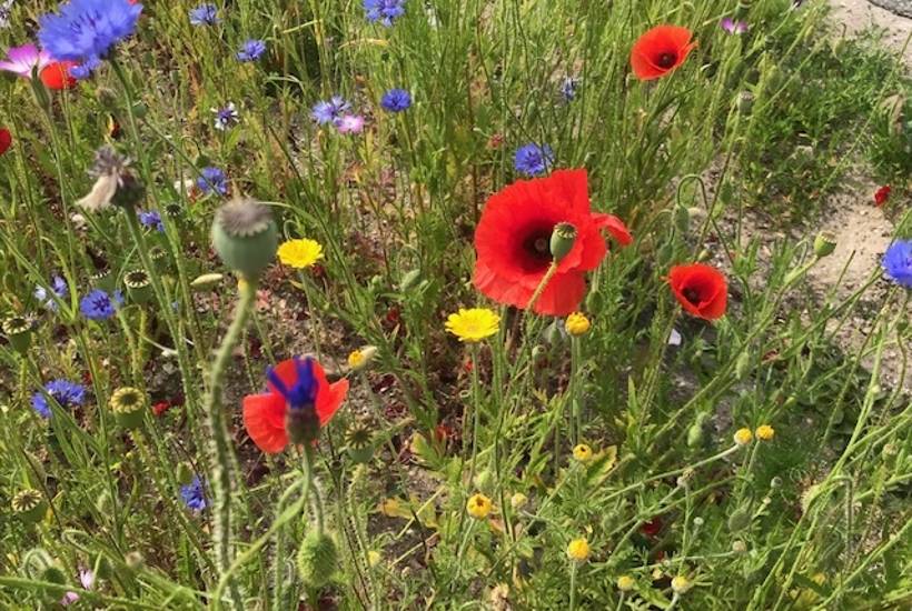 Vildere natur - foredrag