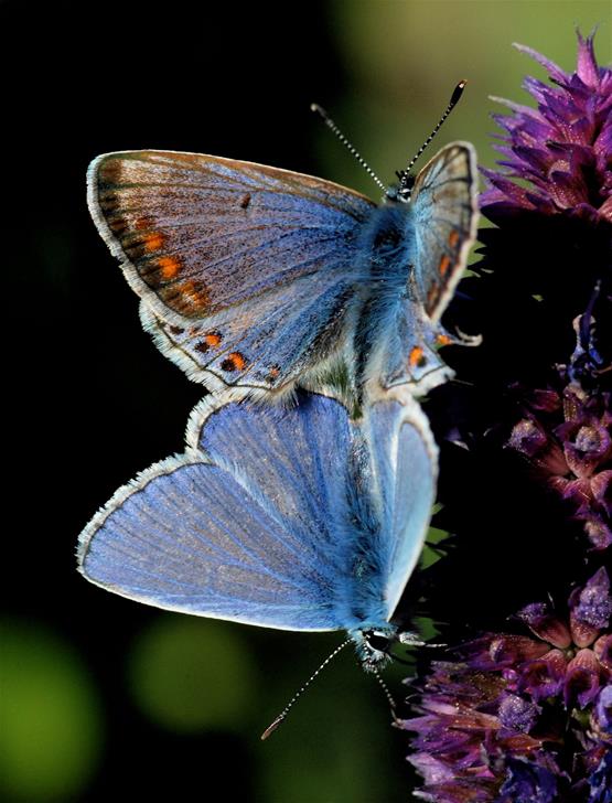 9. Almindelig blåfugl