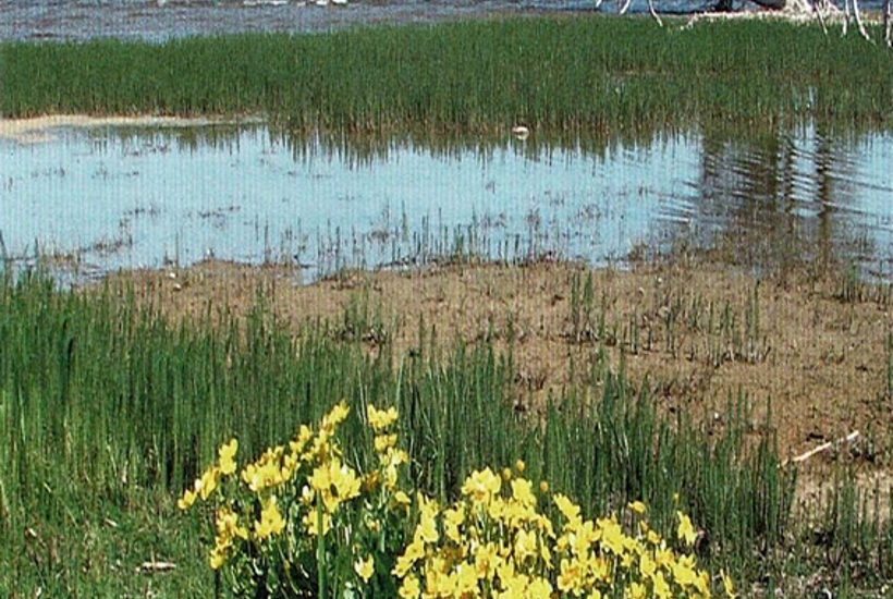 Tissøvand - en ommer