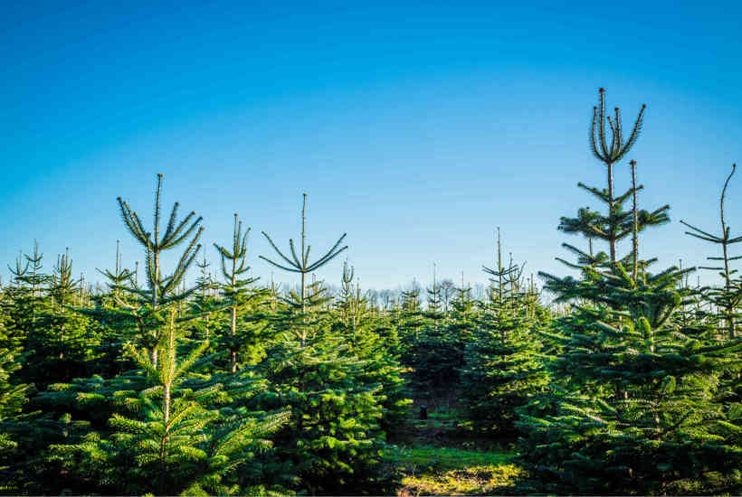 Find dit øko-juletræ her