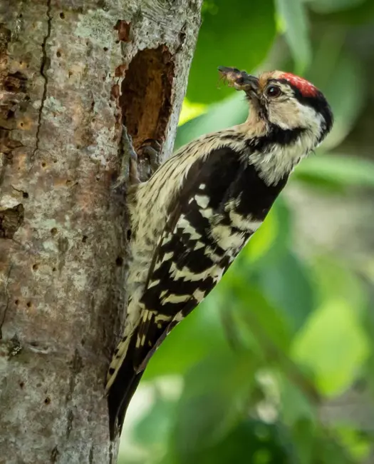 7. Lille flagspætte 