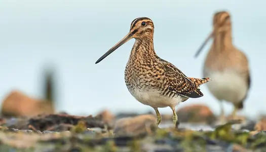 Fuglene vender tilbage til vestjysk fjord efter kæmpe naturprojekt