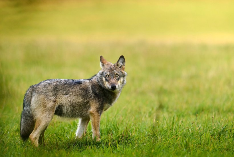 Nye regler skal mindske ulveangreb