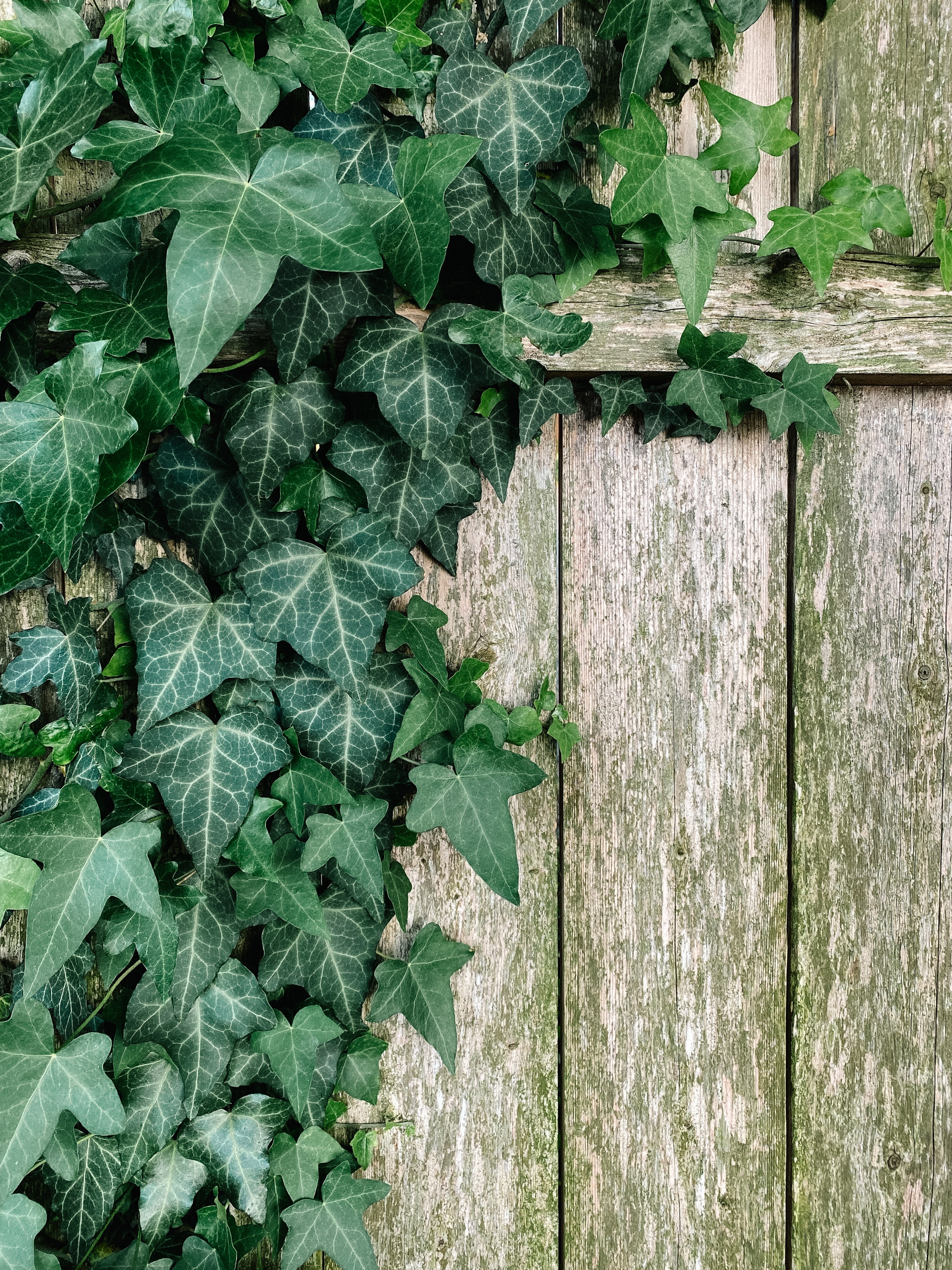 vedbend-efeu-unsplash - Kopi.jpg (1)