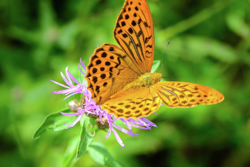 Biodiversitetsråd: Så meget vil det koste at genoprette naturen