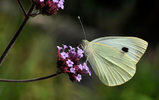 6 & 7. Stor og lille kålsommerfugl