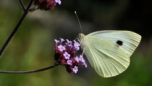 6 & 7. Stor og lille kålsommerfugl