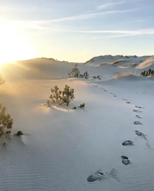 4. Et levende ørken-landskab: Råbjerg Mile